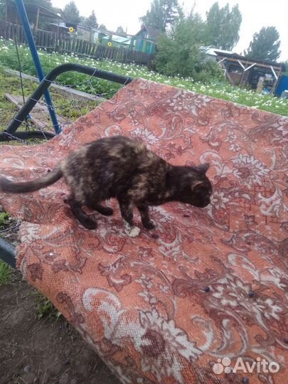 Кошка в добрые руки почти 1 год исполнился