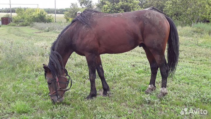 Орловский жеребец