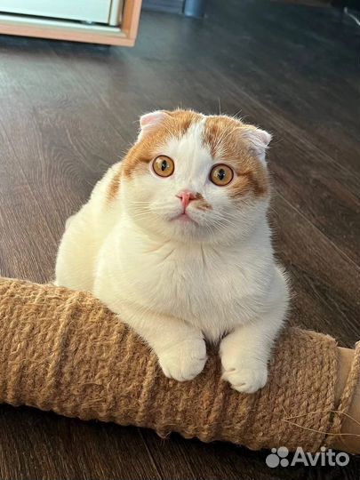 Британский вислоухий кот