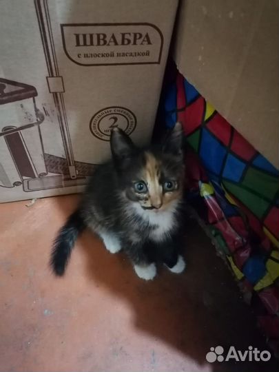 Котята