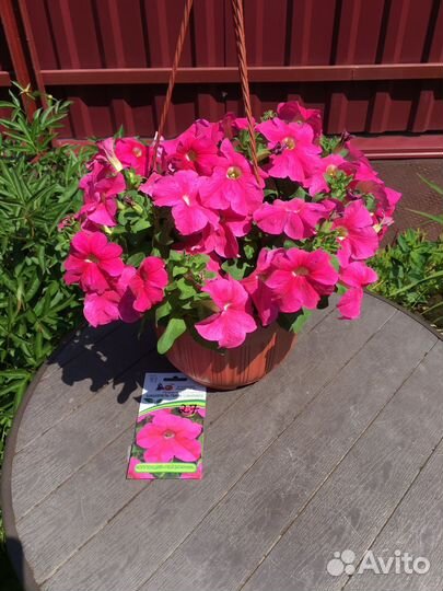 Петуния, цветы в горшке
