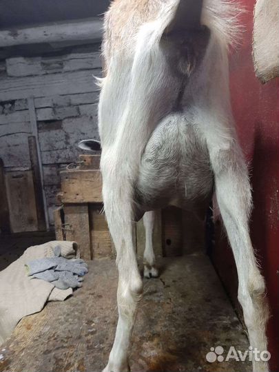 Зааненские козлята