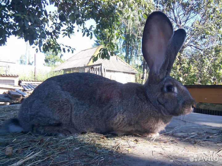 Кролики ризен