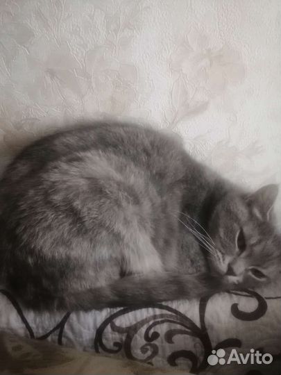 Кошка в дар