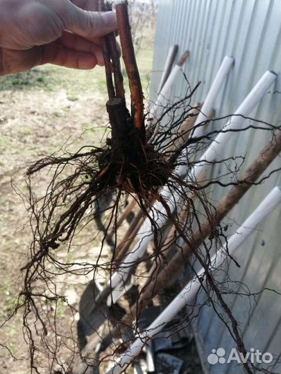 Саженцы ежевики окс, только опт