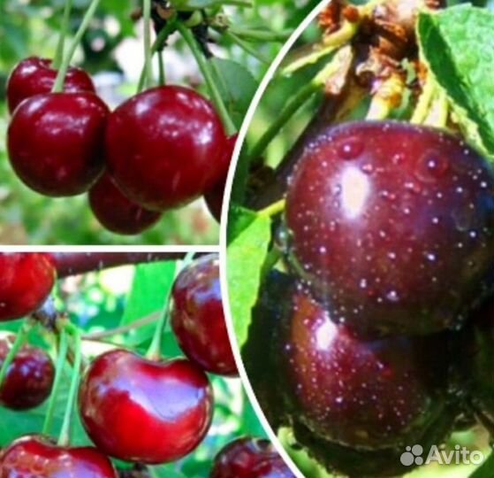 Яблони, груши, вишни, черешни, персики, хурма