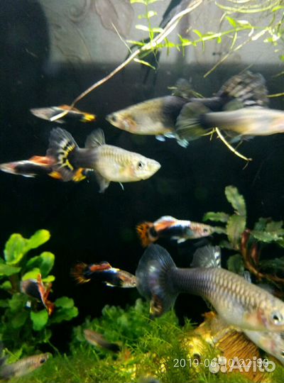 Рыбки гуппи