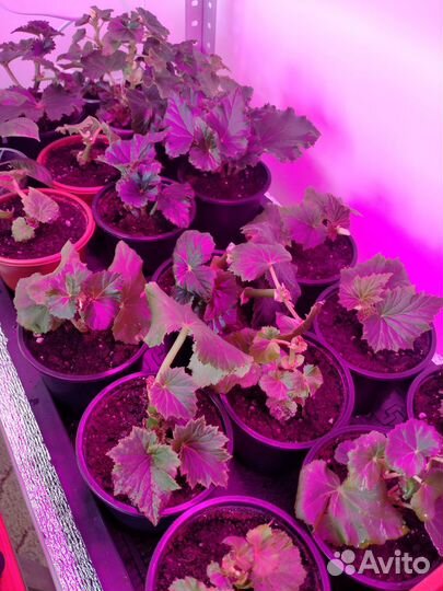 Бегония элатиор