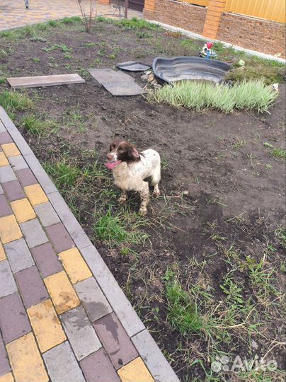 Английский спрингер Спаниель