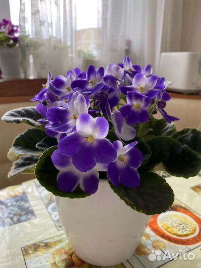 Сортовые фиалки листочки