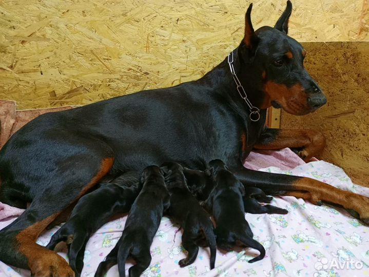 Щенки добермана РКФ