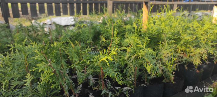 Туя брабант