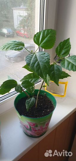 Гибискус черенки, роза