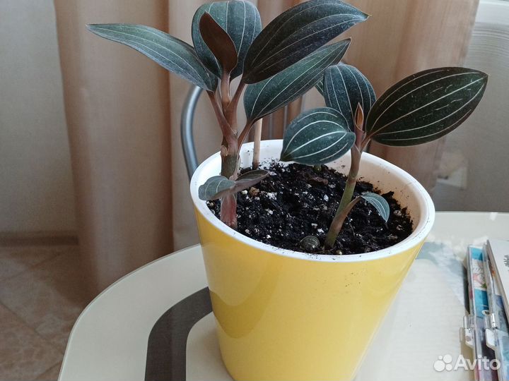 Орхидея драгоценная