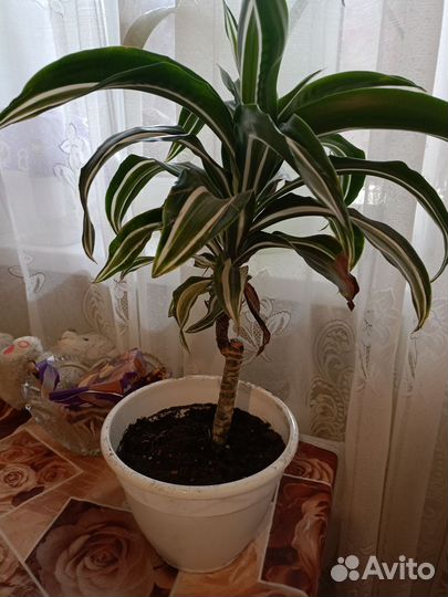 Комнатные цветы