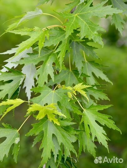 Саженцы клена серебристого