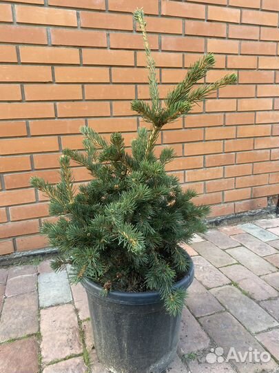 Ель колючая лаки страйк