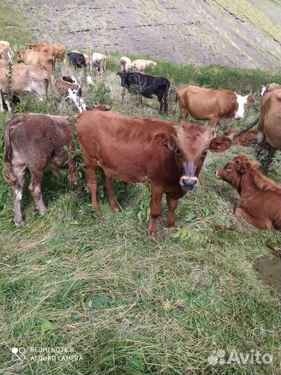 Быки на мясо