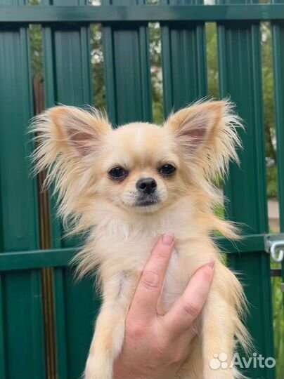 Мини чихуахуа вязка