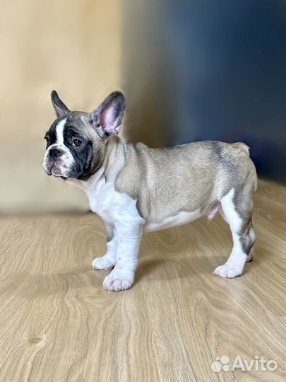 Французский бульдог