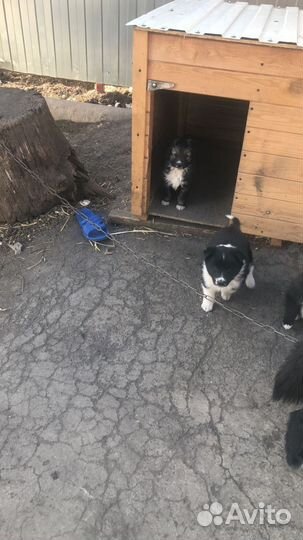 Щенки лайки