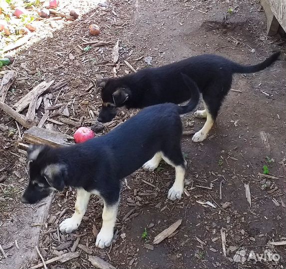 Щенки-девочки 3,5 месяца