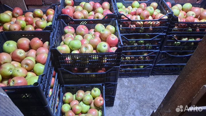 Яблоки оптом