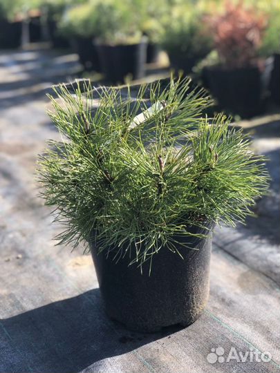 Сосна горная Пумилио (Pumilio)