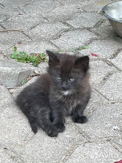 Котята ищут дом