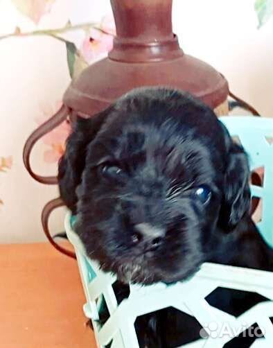 Спаниель щенки