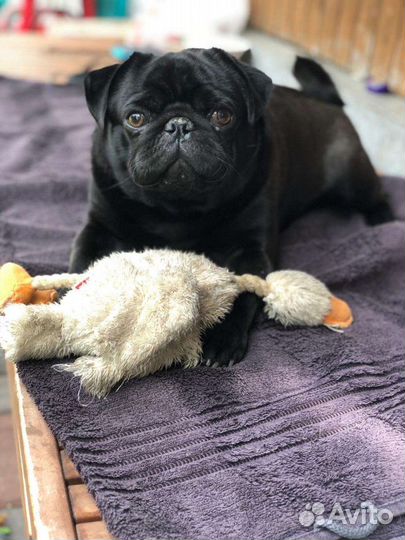 Щенки мопса