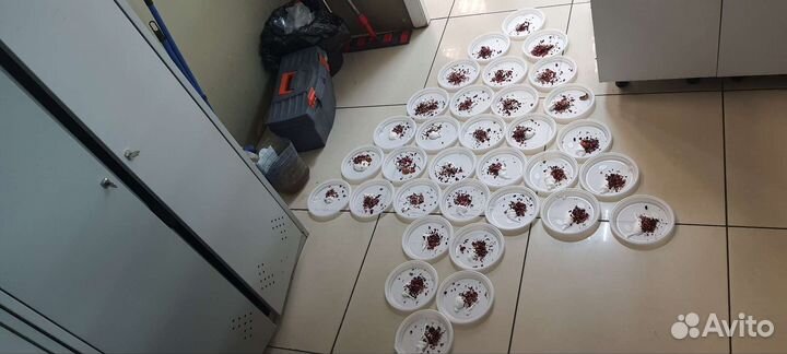 Средство от клопов, тараканов,мышей-крыс и др