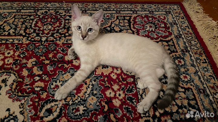 Кошка в дар