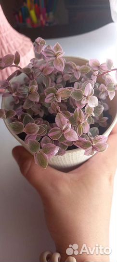 Коллизия розовая пантера, бьянка