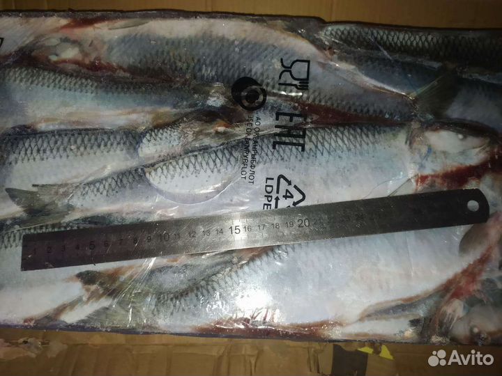 Сельдь, скумбрия