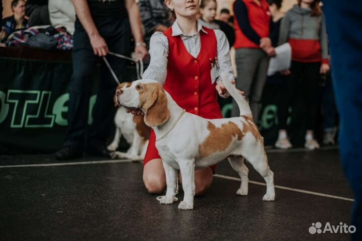 Щенки бигля
