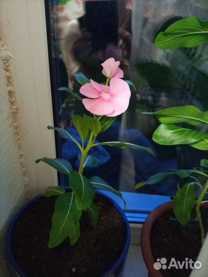 Катарантус