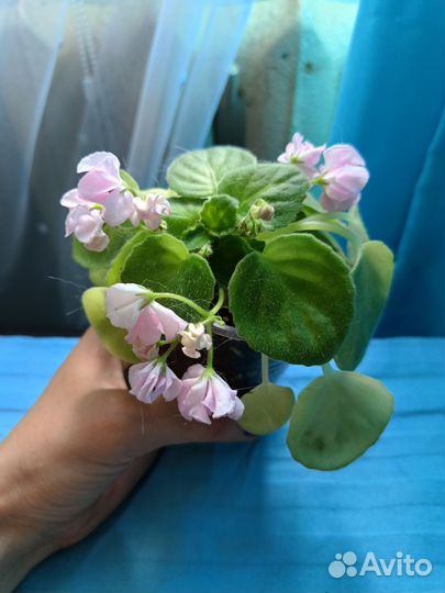 Фиалки листья