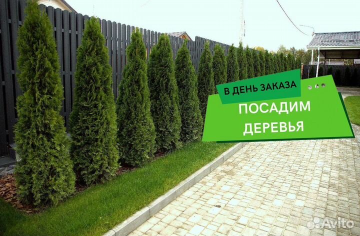 Туя Смарагд 1,8-2 м,Брабант,Колумна