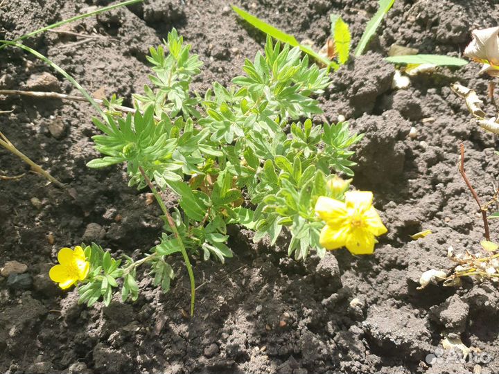 Садовые цветы и растения