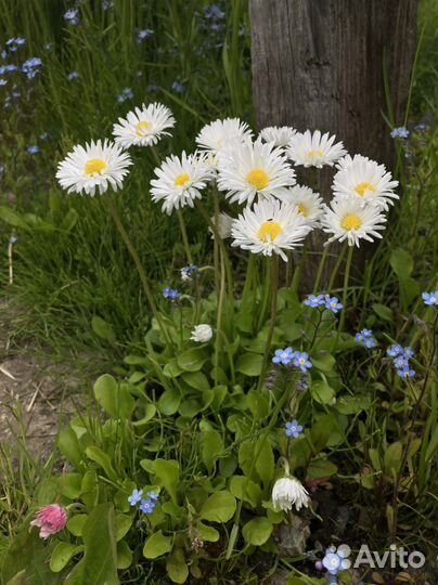 Маргаритка