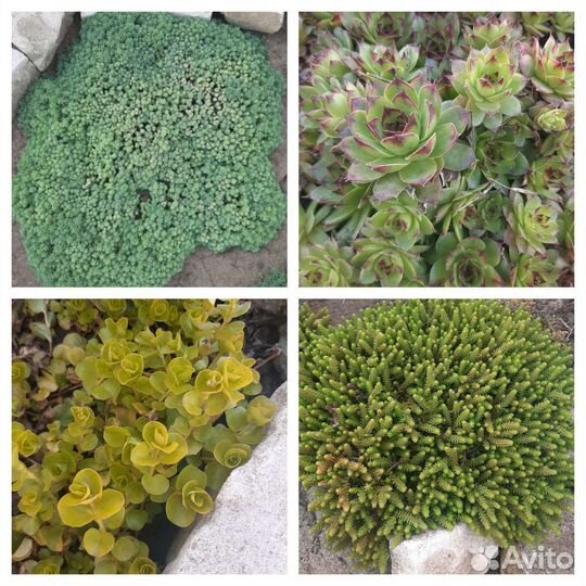 Почвопокровные растения