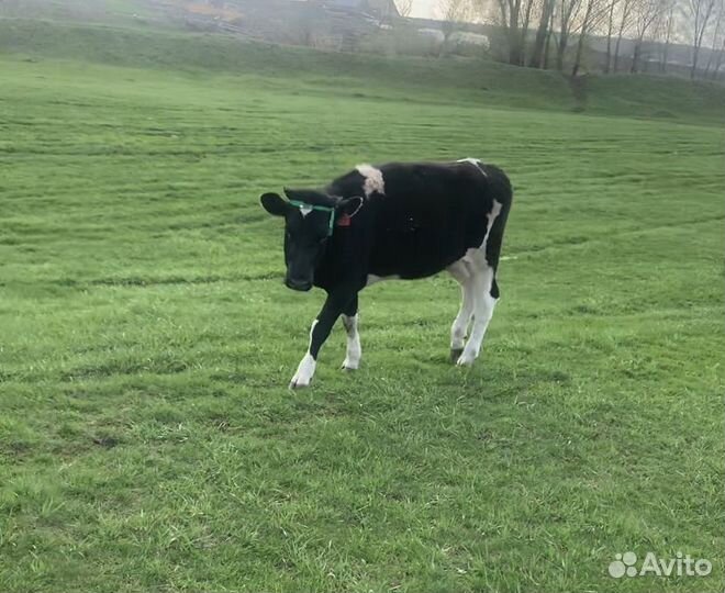 Телка 1.5 года Голштинская порода
