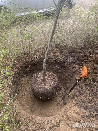 Земляные работы, землекоп, ручная копка, копка ям