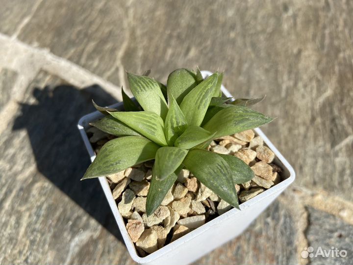 Суккулент хавортия ретуза