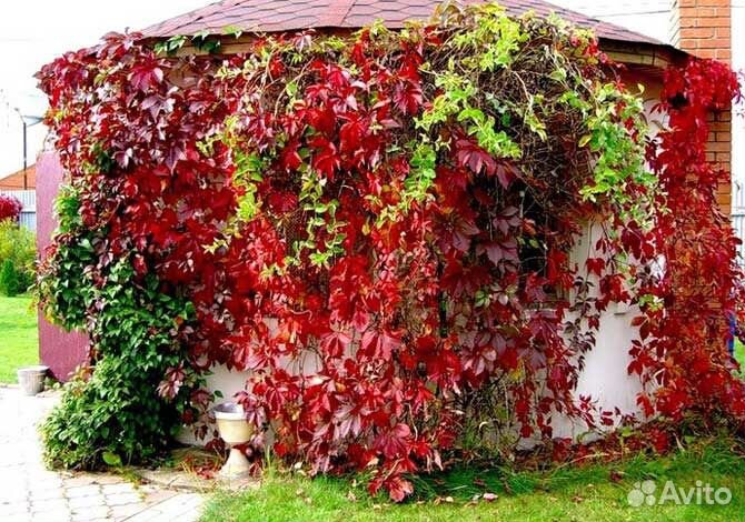 Декоративные лианы