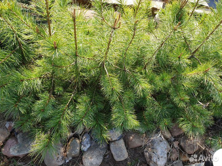 Кедр Корейский.Маньчжурский