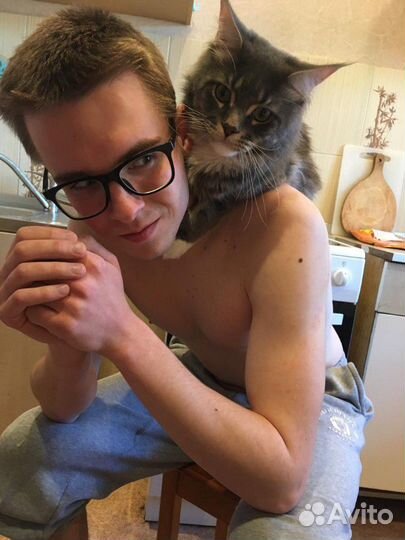 Кот мейн-кун вязка