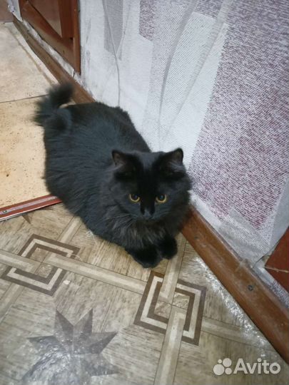 Черная кошечка