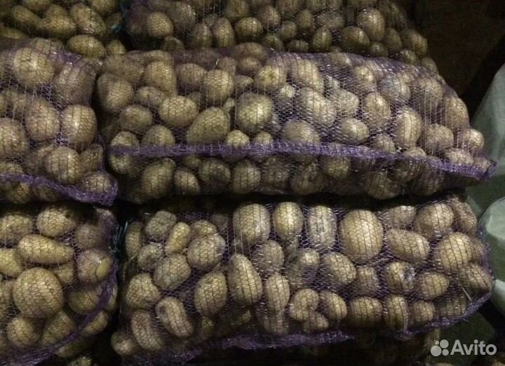 Картофель с доставкой бесплатной